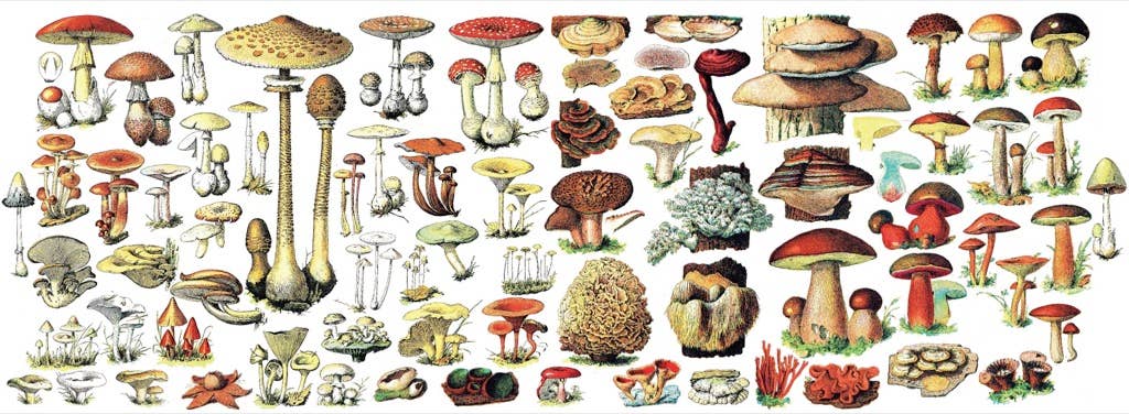 New York Puzzle Company - Wholesale Coffee Mug - Mushrooms Mug - 15oz Mug2