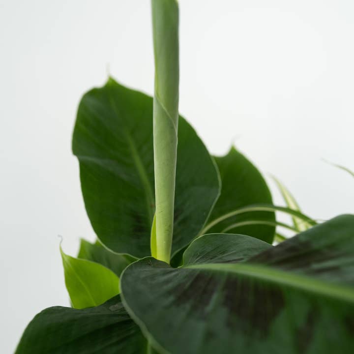 Oasis of Life - Wholesale Live plant - Houseplant Set – 4 Plants – Height 25–40cm – ⌀12cm – Areca, Asplenium, Clusia & Musa – Air-Purifying Plant Mix for Living Room, Office & Bedroom – Easy Care & Decorative3