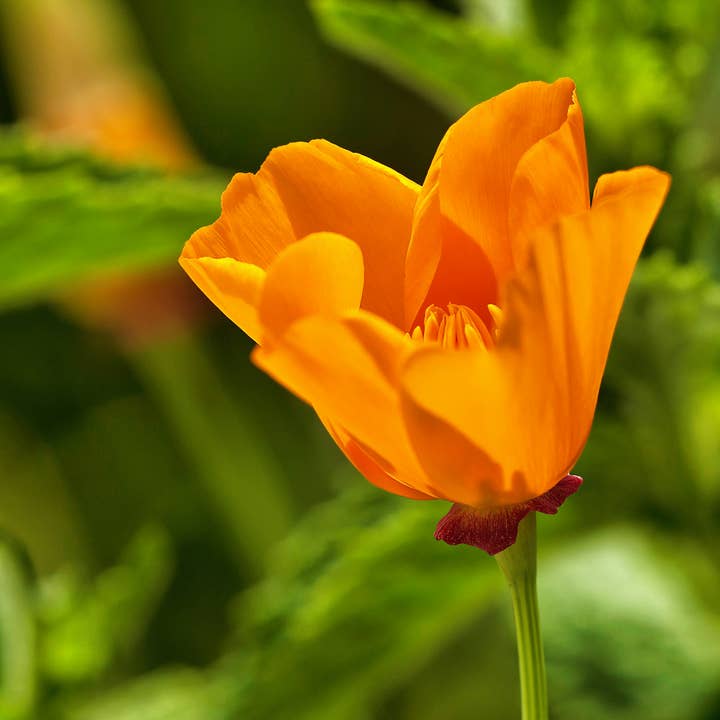 The Jonsteen Company - Wholesale Plant Seeds - California Poppy | Seed Grow Kit8