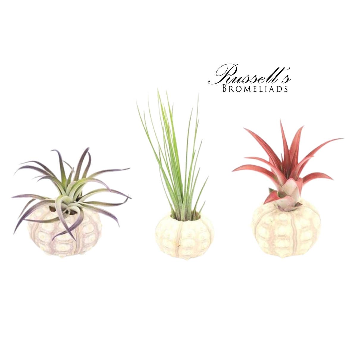 Russell's Bromeliads - Wholesale Live Plant - Sputnik Shell with Air Plant1