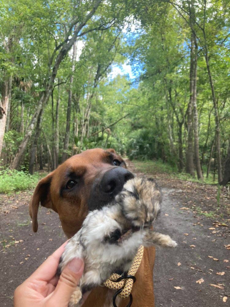 Naked Beasts, Inc. - Wholesale Pet Treats - Dog - Whole Prey Rabbit Fuzzies - Limited Edition3