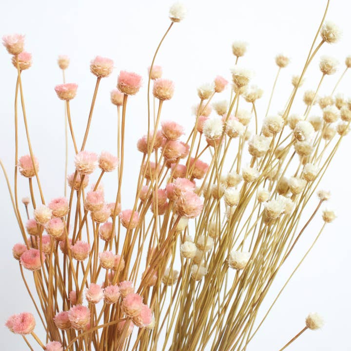 Happy Flower for wholesale by Roxanne's Dried Flowers