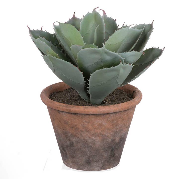 Potted Cactus for wholesale by A&B Home Group Inc.