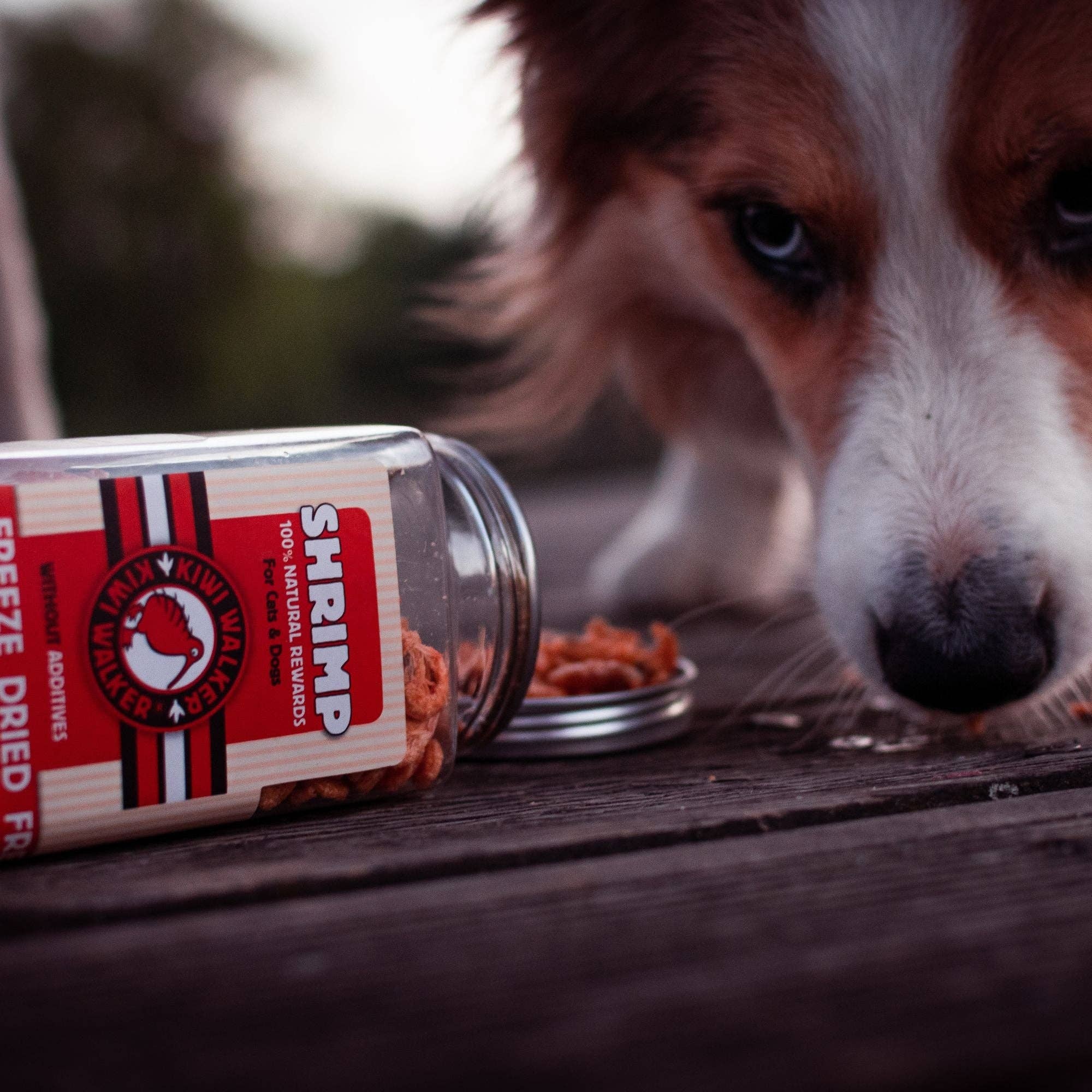 IGSM LTD – wholesale Pet treats – Dog – KIWI Walker Dog Treats - Freeze Dried Fish5