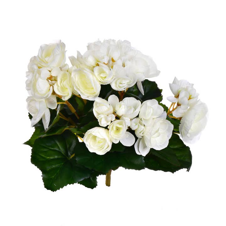 Blanc Buisson de bégonia blanc de 9,5 po de Vickerman en vente sur Faire