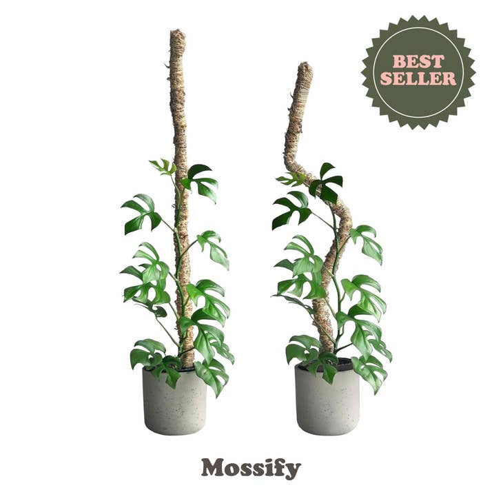 Mossify Greening Pins