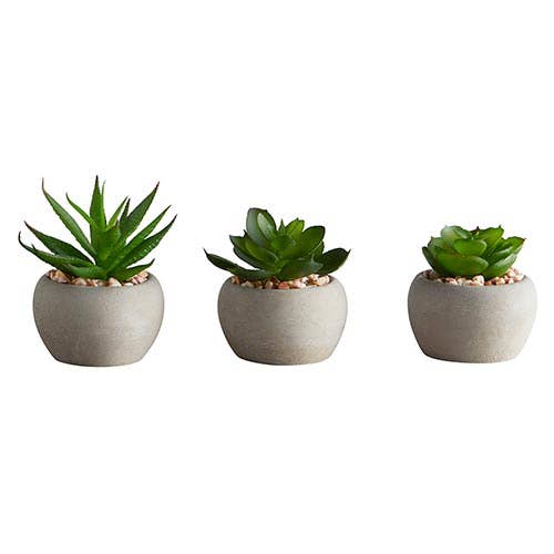 Angle - Wholesale Succulent - Mini Succulent Set/6