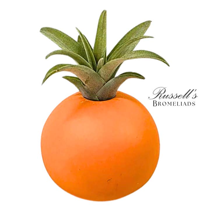 Russell's Bromeliads - Wholesale Live Plant - Bubble Set With Air Plants - Half Pack