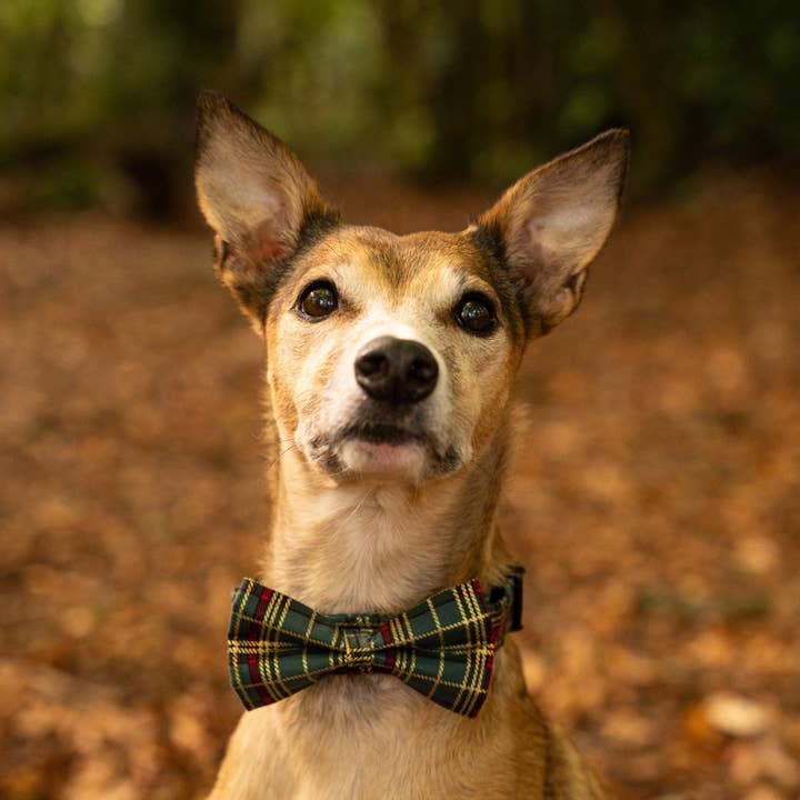 Christmas Green Tartan Pet Bow Tie for wholesale by Hetty and Huxley