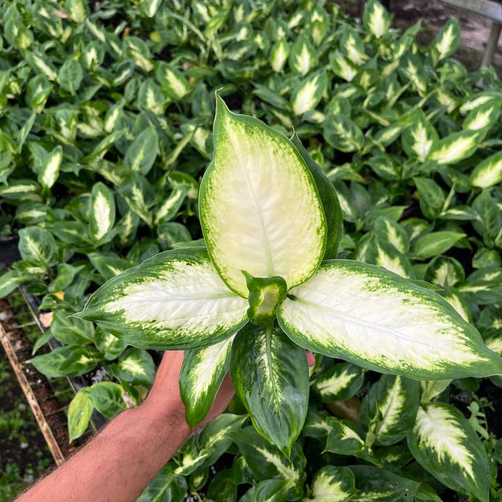 4” Dieffenbachia Camille 'Dumb Cane' for wholesale by Dana-Lynn Nursery