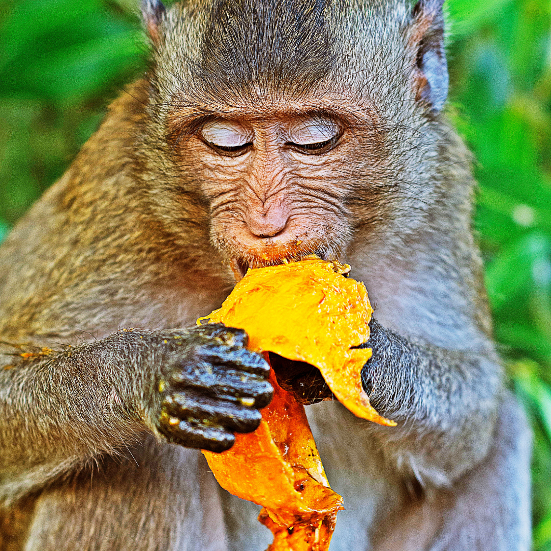 Indigo Scents Candle Co. - Wholesale Air freshener - Monkey Farts Carpet Freshener0