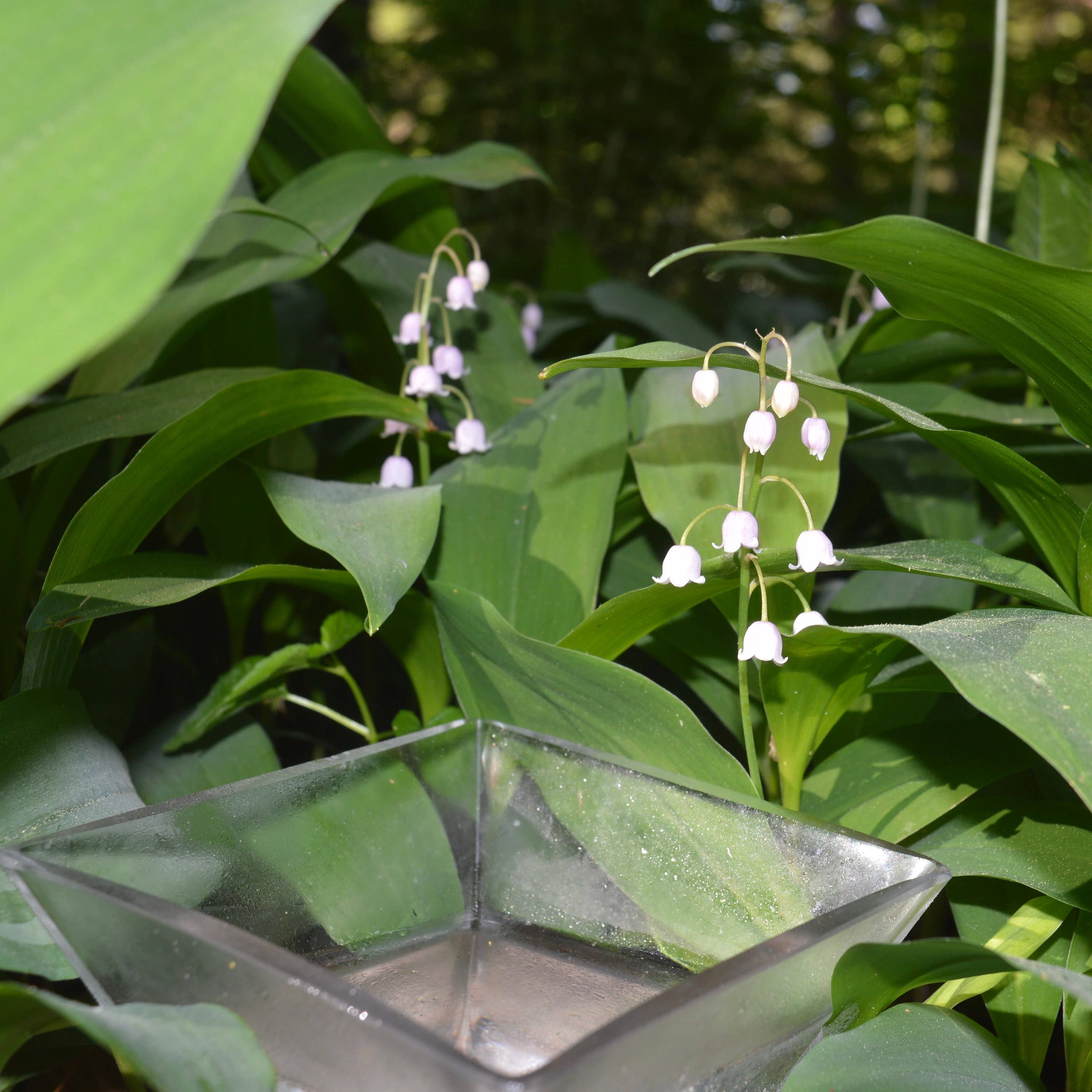 Stenella Farms - Wholesale Flower essence - Lily of the Valley Flower Essence2