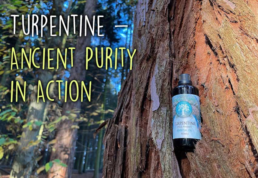 Ancient Purity – wholesale Essential oil – Turpentine Essential Oil - 100ml | Organic from Portugal 3