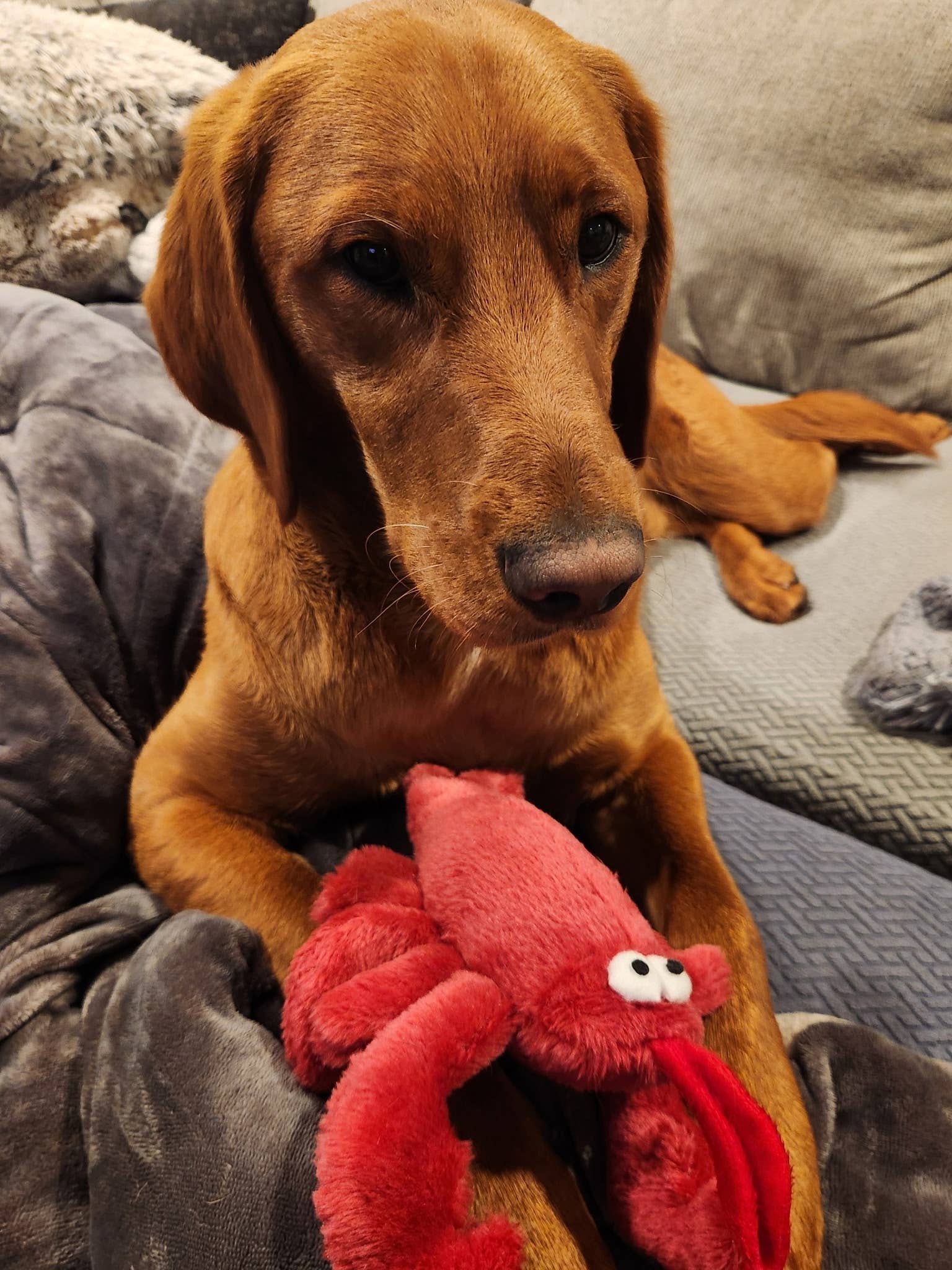 Pet Souvenirs - Wholesale Pet Squeaky Toy - Dog - LOBSTER Plush Squeaky Dog Toy (large)2