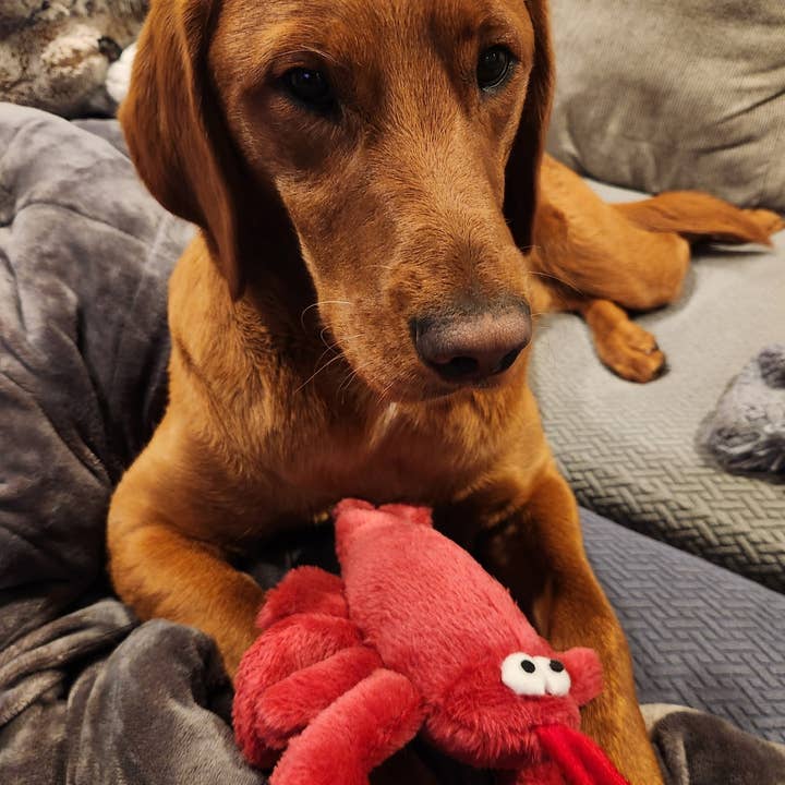 Pet Souvenirs - Wholesale Pet Squeaky Toy - Dog - LOBSTER Plush Squeaky Dog Toy (large)2