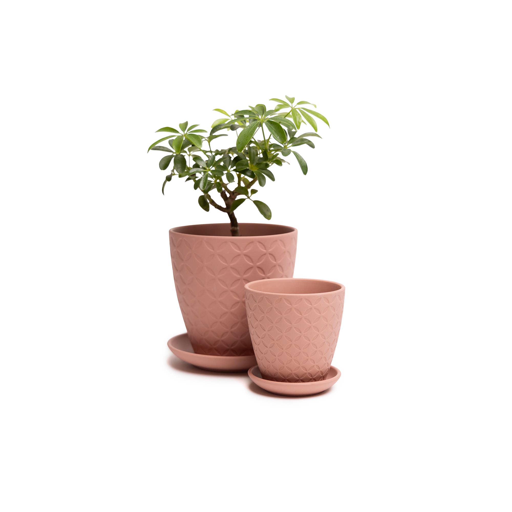 Chive - Wholesale Plant Pot - Handmade Ceramic Virago Pots | Artisan Plant Planters13