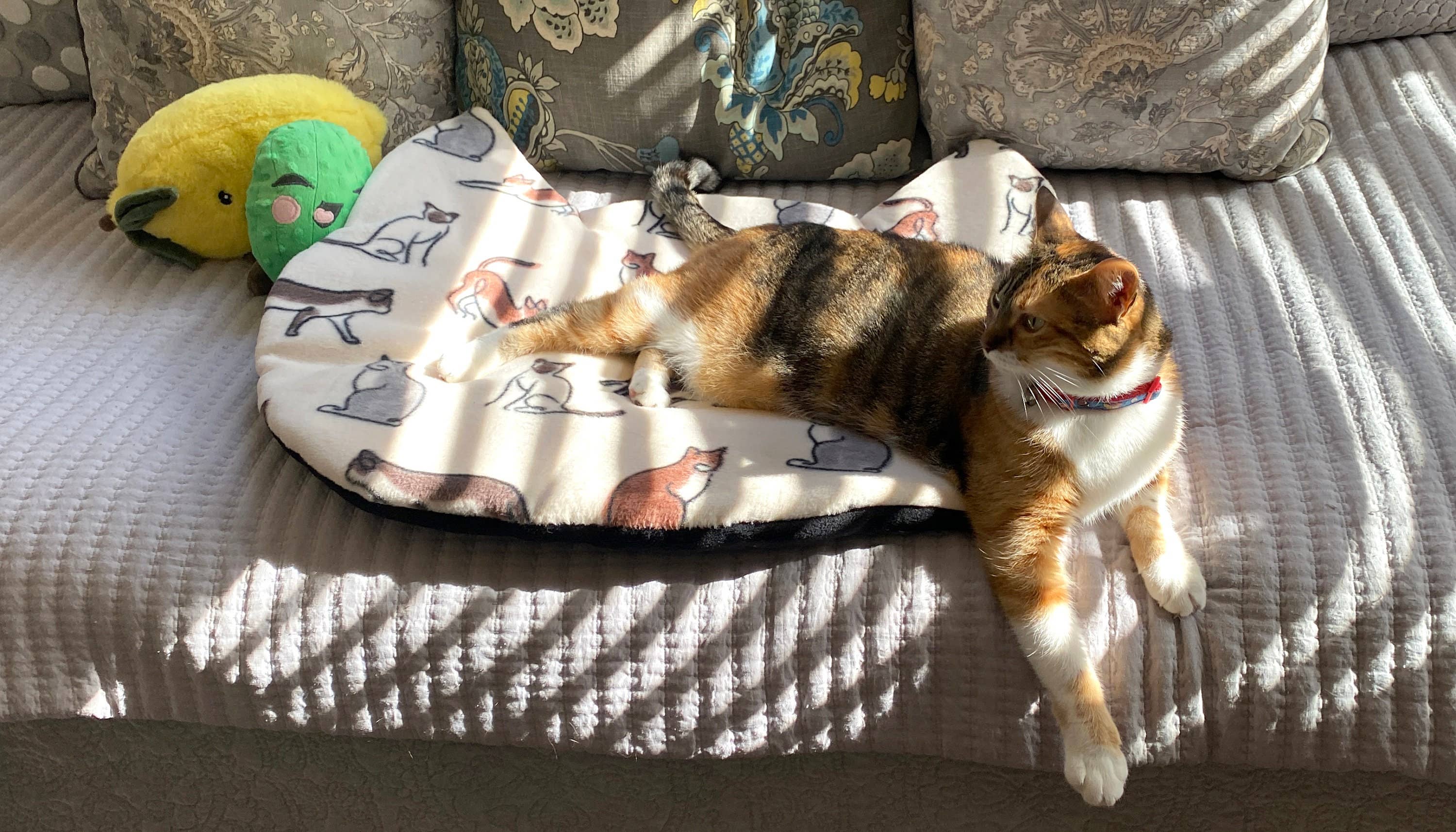 Screaming Pickles - Wholesale Pet Bed - Cat/Dog - Handmade Pet Bed/Mat Cat Head5