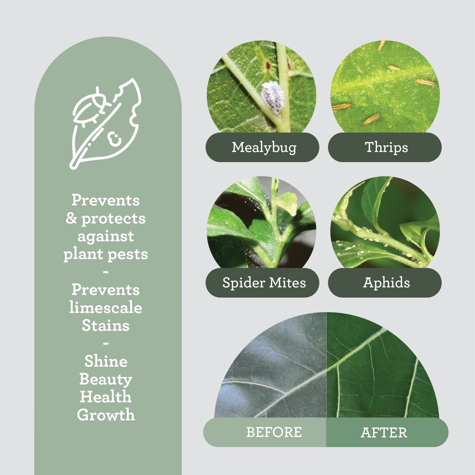 Generosa - Vendita all'ingrosso Repellenti per insetti - Insetticida naturale | Leaf Protector con olio di neem arricchito 50 ml2