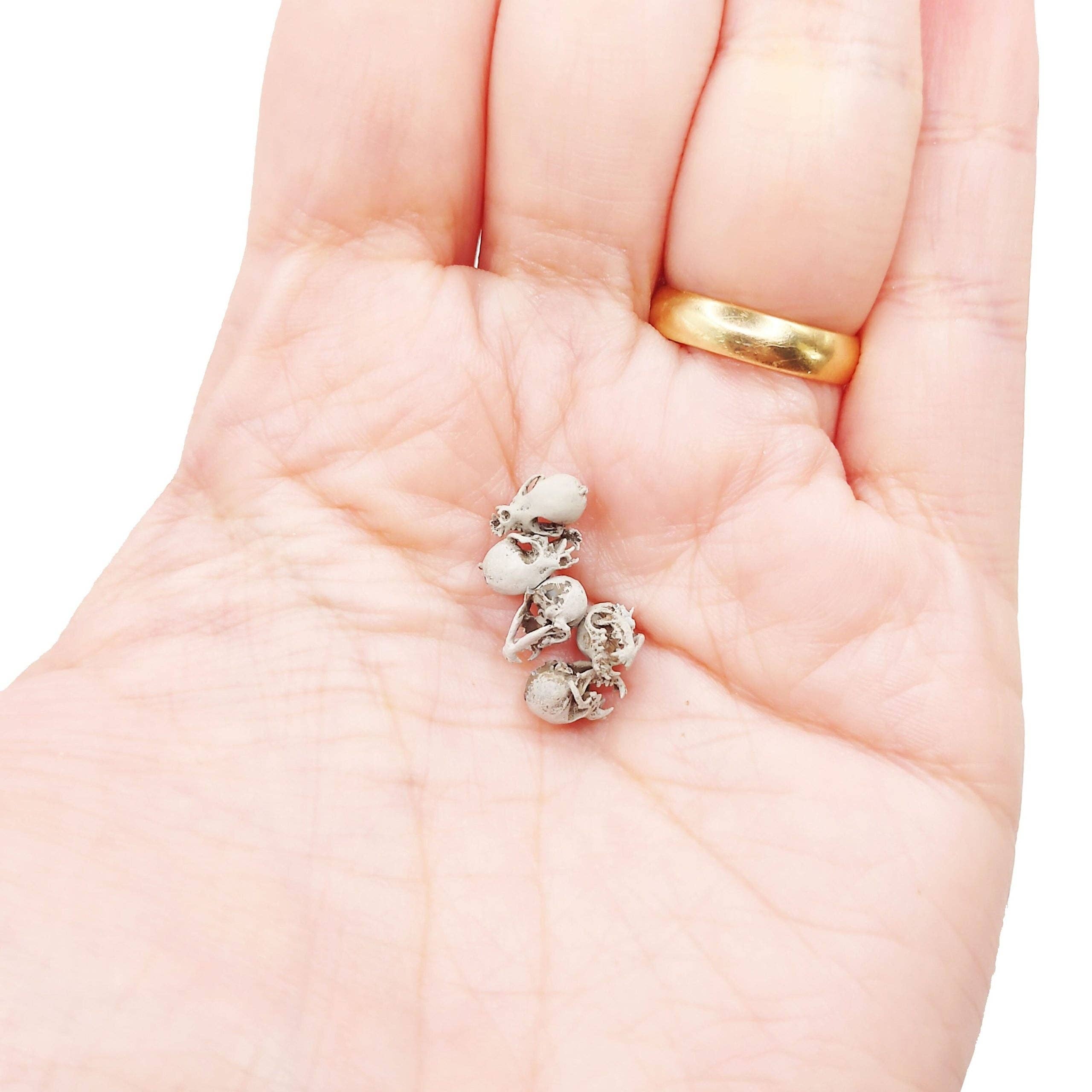 The Scale Grail – Estatueta decorativa por atacado – Réplica do crânio de Chihuahua 1:12 Crânio de animal canino em miniatura em escala para uso em casa de bonecas, diorama, artesanato, modelos, crânio de cão minúsculo (conjunto de 5)1