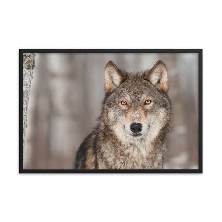 Pipa Wall Art & Home Decor - Wholesale Art Print - Portrait of Gray Wolf In The Forest Wildlife Nature Framed20