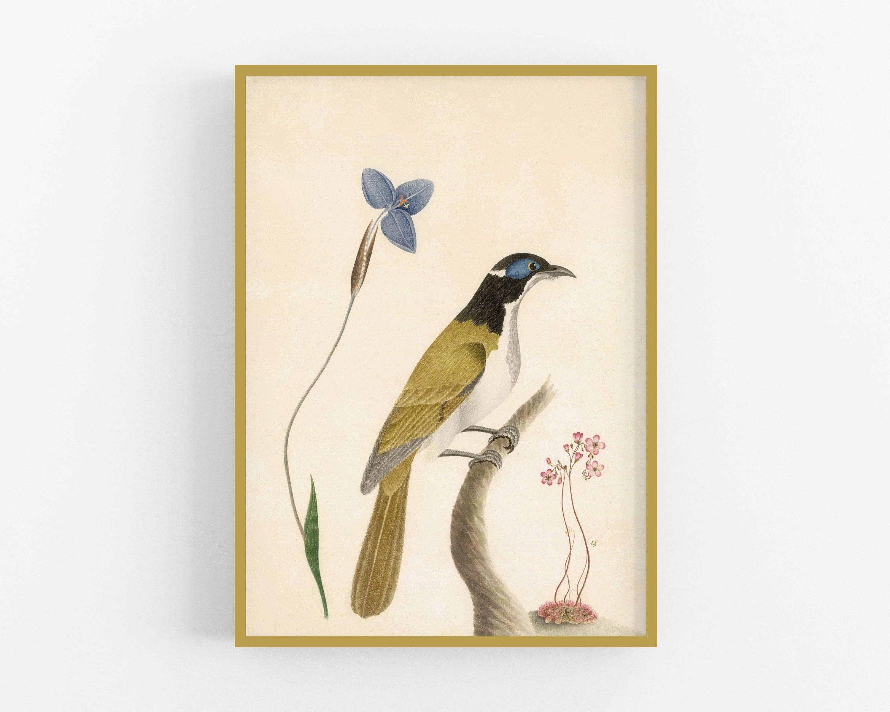 Rock Paper Scissors Wall Art - Wholesale Art Print - Birds & Flower Print - Natural History Art Print3