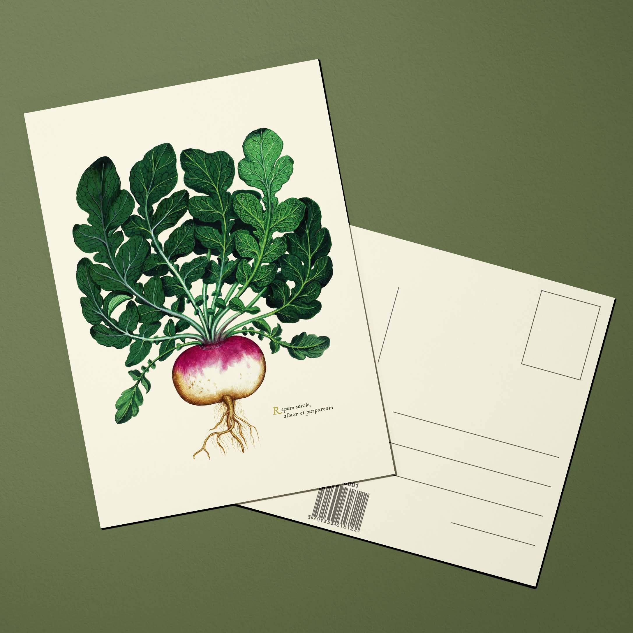 Oneart - Wholesale Ansichtkaart - Ansichtkaart Groenteplanten Witte raap - POT00011