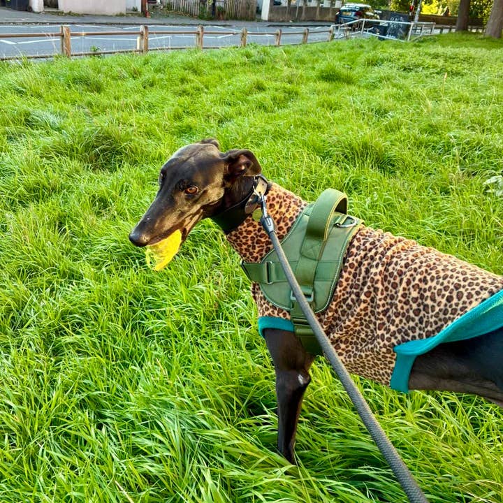 Doghouse - Wholesale Pet jumper – Dog - Wild Animal Print Fleece Jumper for Dogs12