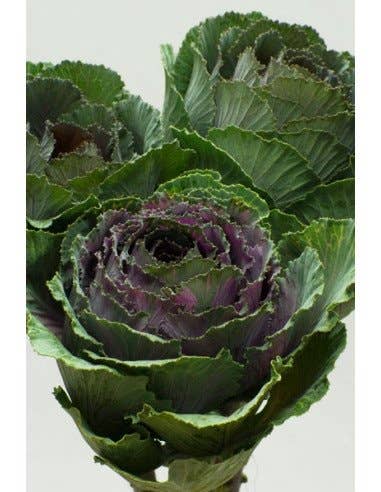 Florasource - Wholesale Fresh Cut Flowers - Kale (Brassica) 30 Stems0