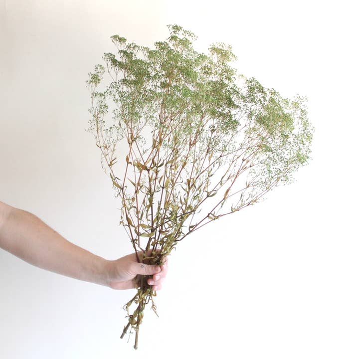 Roxanne's Dried Flowers - Wholesale Dried/Pressed Flowers - Gypsophila - Preserved Mini 1