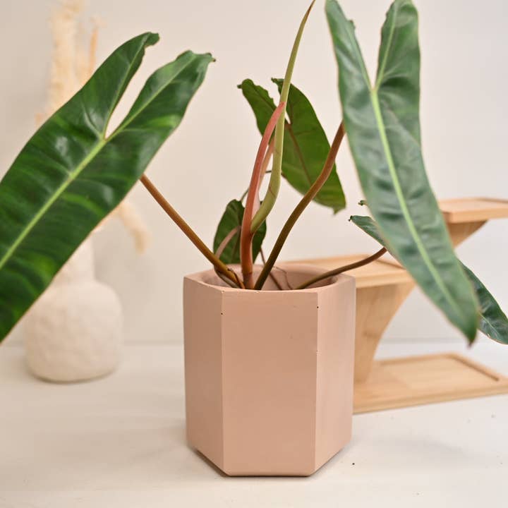 The Curated Jungle - Wholesale Plant Pot - Hexagon Pot