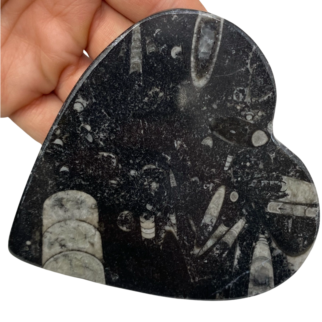 The Crystal Tabby – Großhandel Dekorative Platte/Teller/Schüssel – Orthoceras Herzplatte - 1 Platte1