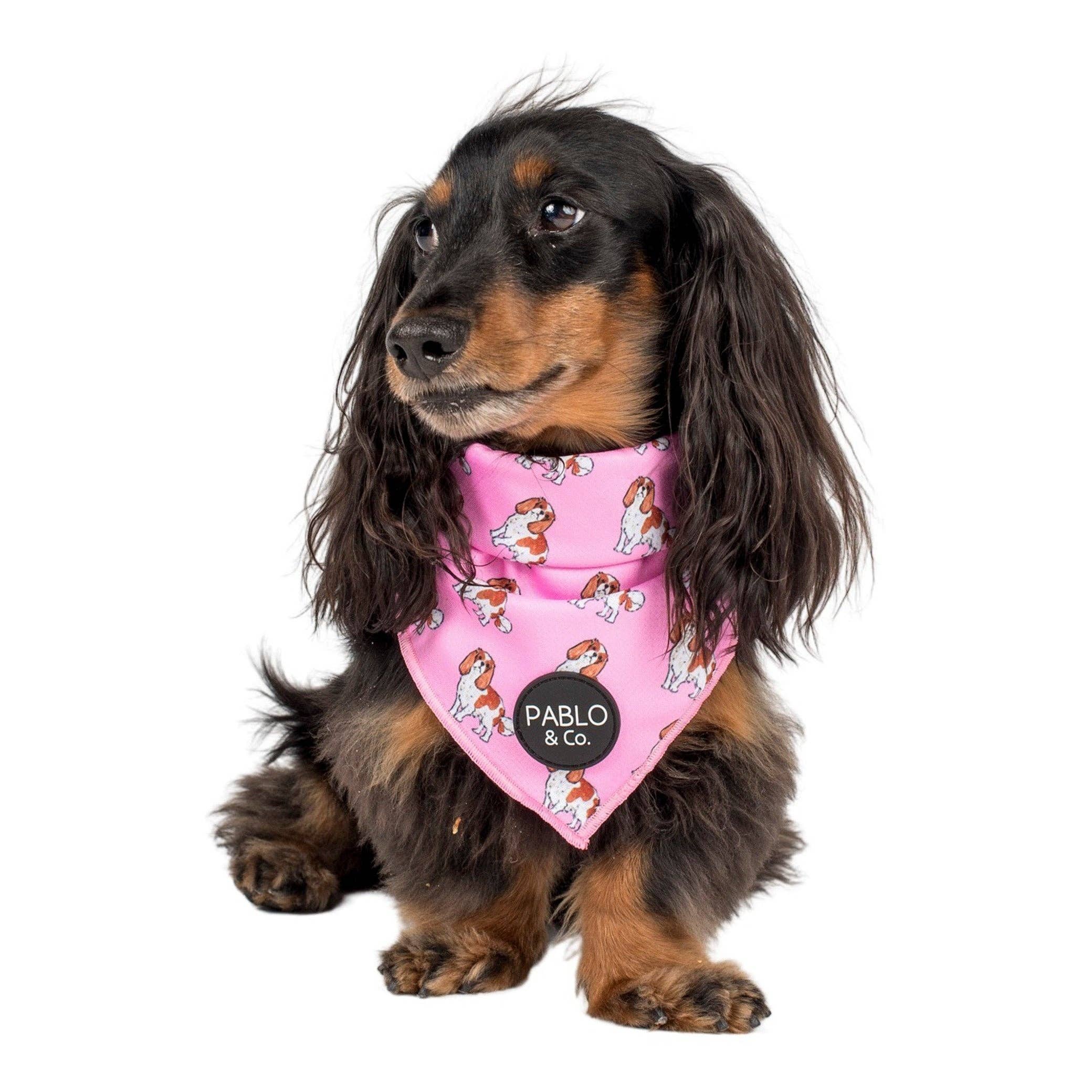 Pablo & Co. Boutique - Wholesale Pet bandana – Dog - King Charles Cavalier - Dog Bandana2
