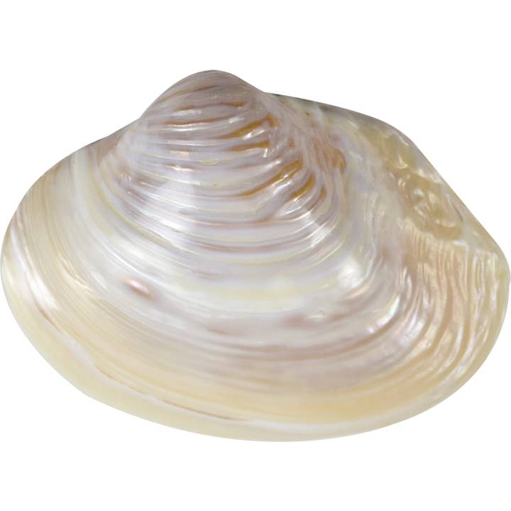 HS Seashells - Wholesale Decorative Tabletop Object - Pink Mussel 6-8"