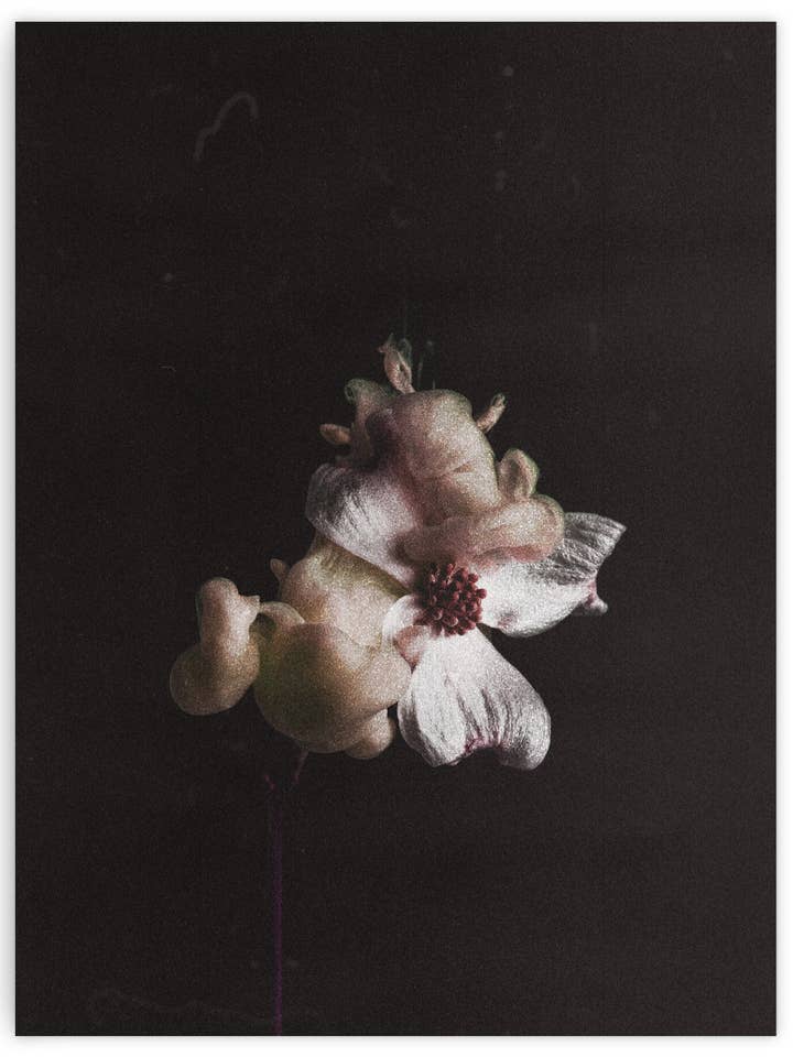 BLOEIDE BLOEM OP ZWART voor wholesale door nordhaus