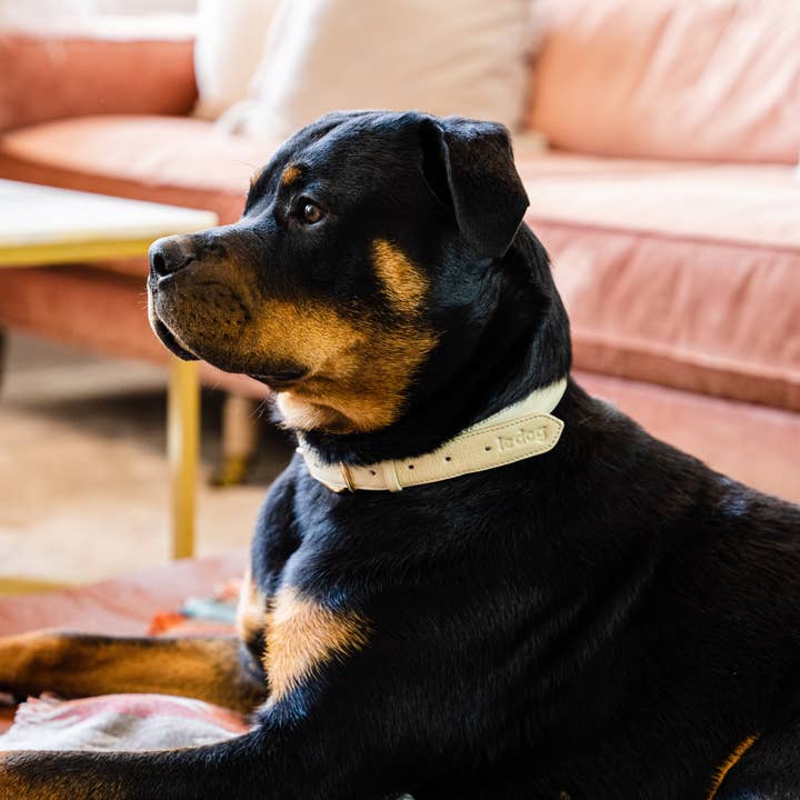 Le Dog Company - Wholesale Pet Collar - Dog - Padded Leather Collar15