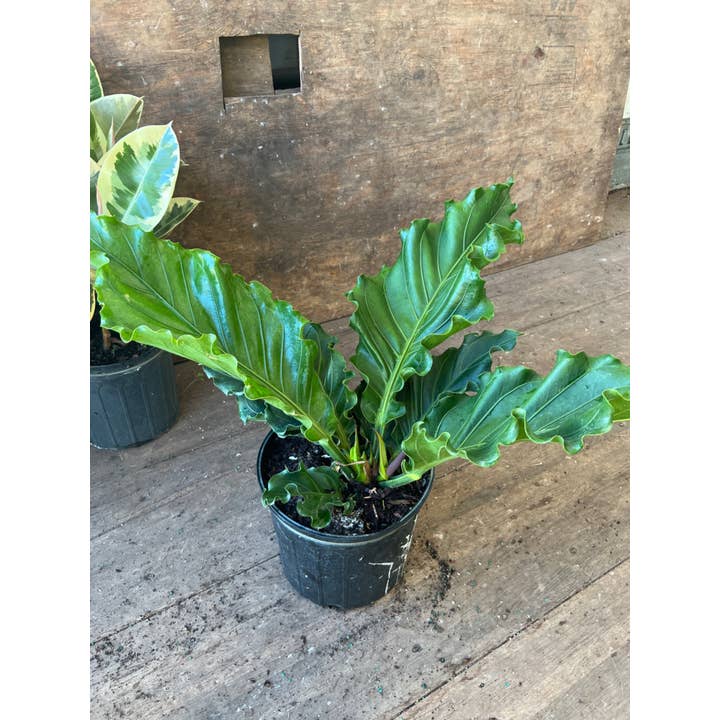 Triad Plants - Vente Plante - Volants en anthurium de 10 po1