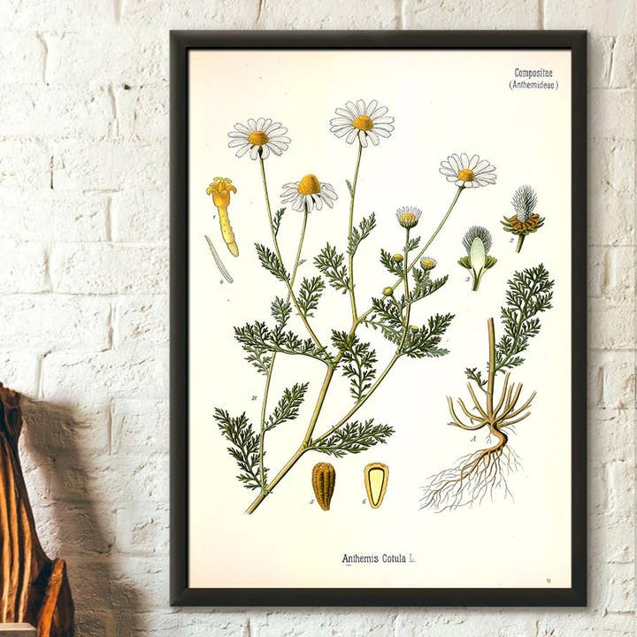 Vintage Stinking Chamomile Botanical Print Garden Decor for wholesale by Vintage Wall Graphics