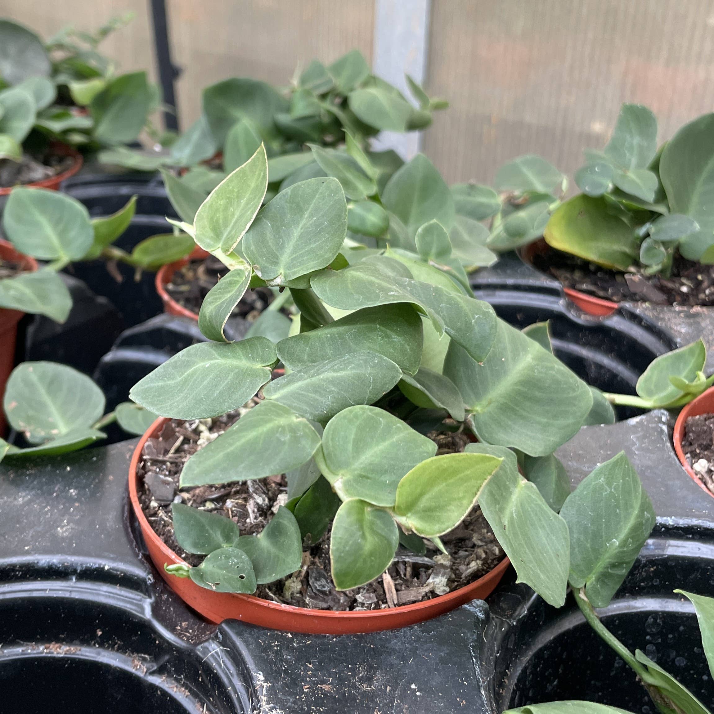 Thorsen's Greenhouse - Wholesale Live Plant - Rhaphidophora Korthalsii - Shingle Plant - 4" Live Plant3