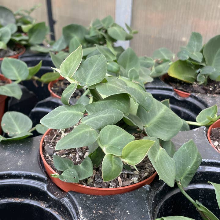 Thorsen's Greenhouse - Wholesale Live Plant - Rhaphidophora Korthalsii - Shingle Plant - 4" Live Plant3