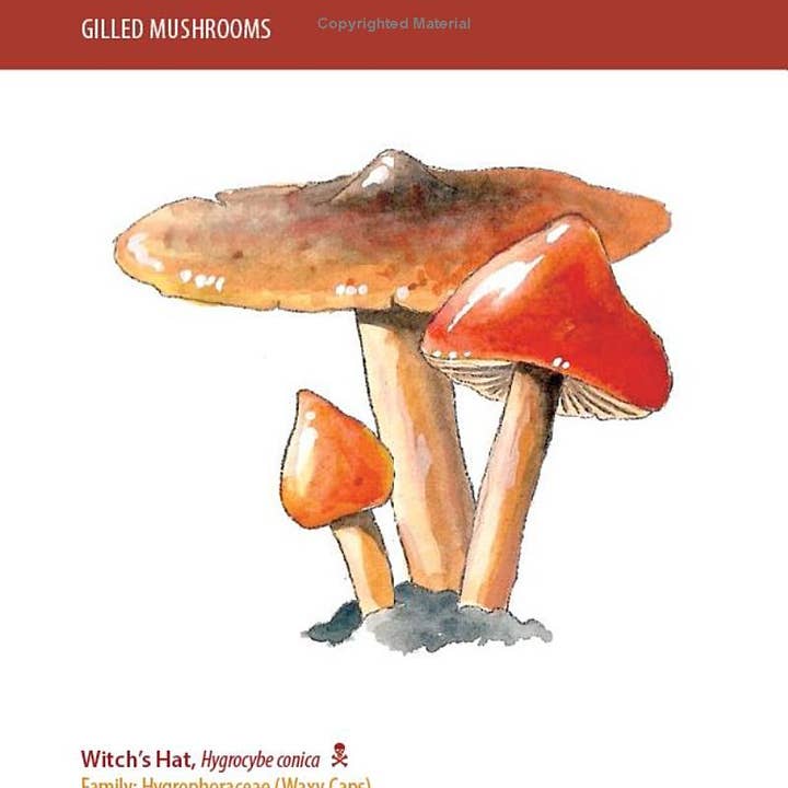 REMOVED BRAND - Wholesale Nature & Outdoors - Mushrooms: A Falcon Field Guide1