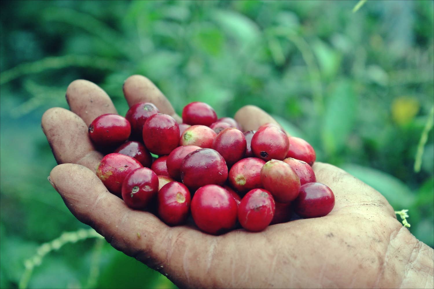 Café Las Margaritas - Wholesale Coffee Beans - Coffee Colombia origin Finca Arabico roast natur ground x250gr8