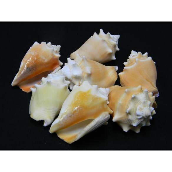 FIGHTING CONCH 2 - 3" for wholesale by Darlene's Shells