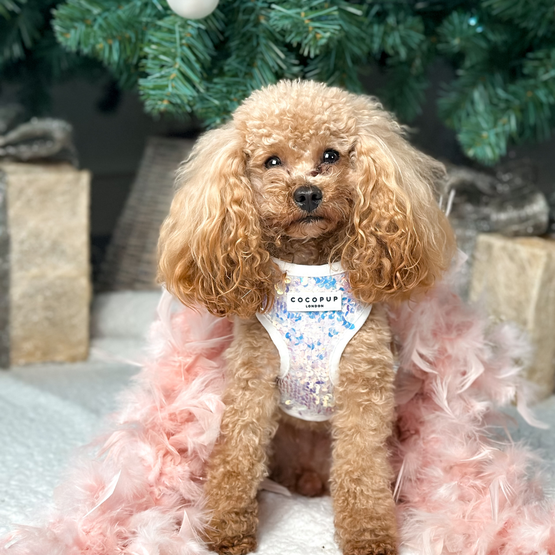 Cocopup London - Vendita all'ingrosso Pettorina - Cani - Imbracatura LUXE Party con Paillettes Olografiche24
