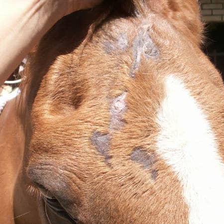 Beratungs & Vertriebsagentur Schmidt - Wholesale Pet Supplement - Cat/Dog - Anti fungal mite for horses farm animals