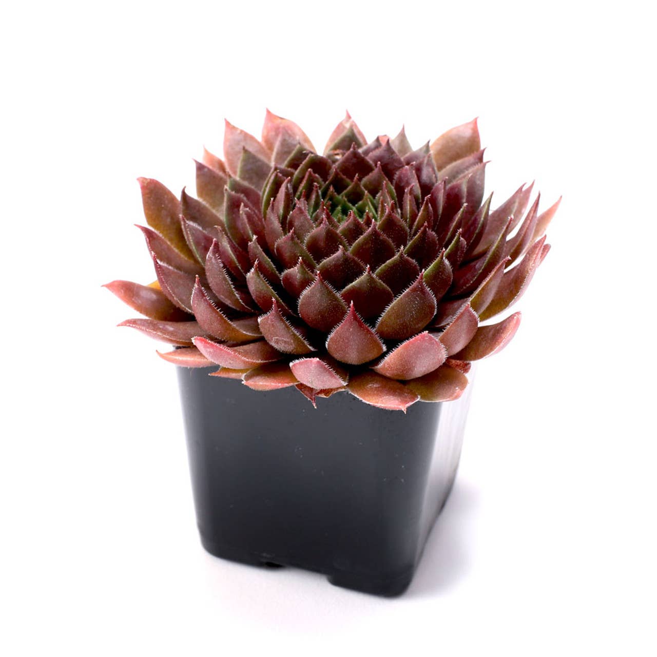 Mountain Crest Gardens - Vente Succulentes - Pack de 50 Sempervivum (10 Variétés, Pots de 2")3