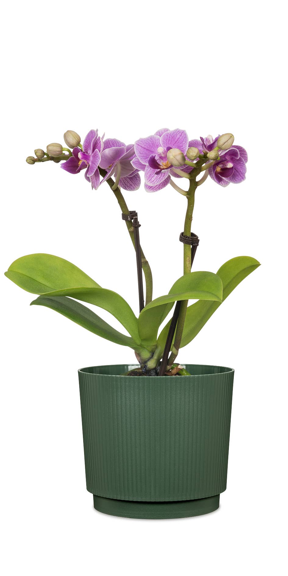 Scheurich - Wholesale Plant Pot - Flower pot/Planter Lino 237/13 - 21 made of plastic4