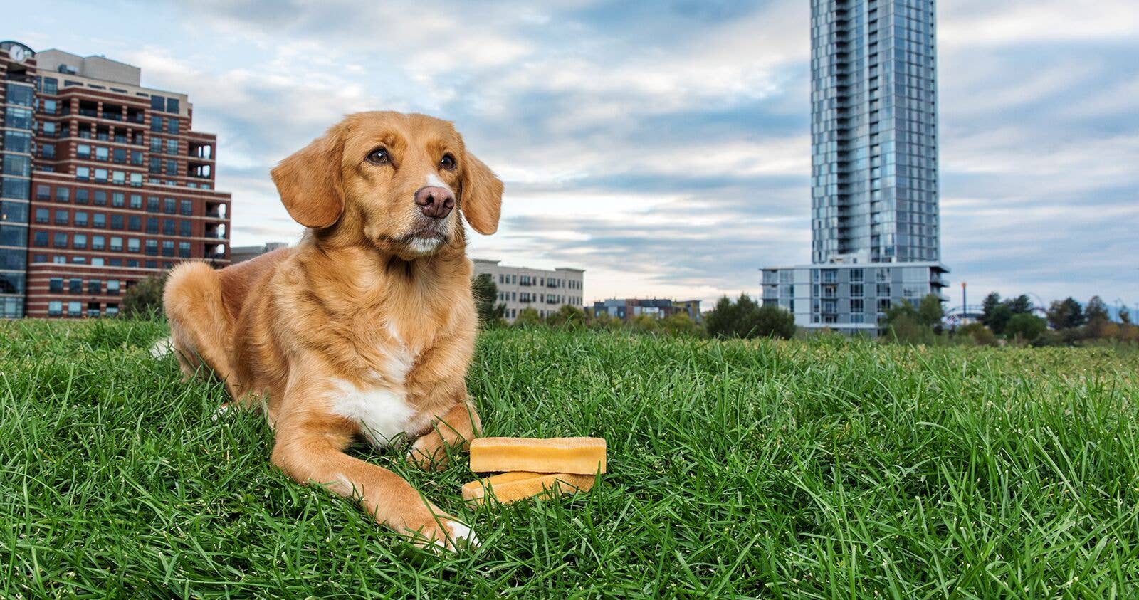 peaksNpaws - Wholesale Pet Treats - Dog - Premium Yak Milk Dog Chews - Small3