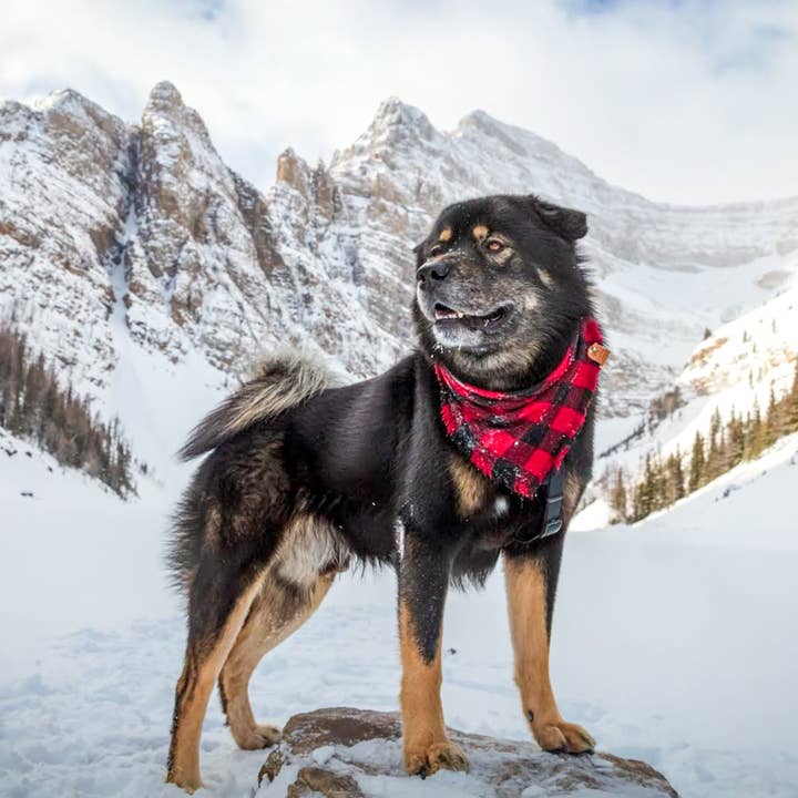 The Luminous Pets - Wholesale Pet Bandana - Dog - Buffalo Plaid Bandana | Cat & Dog Bandana | Adjustable Snaps
