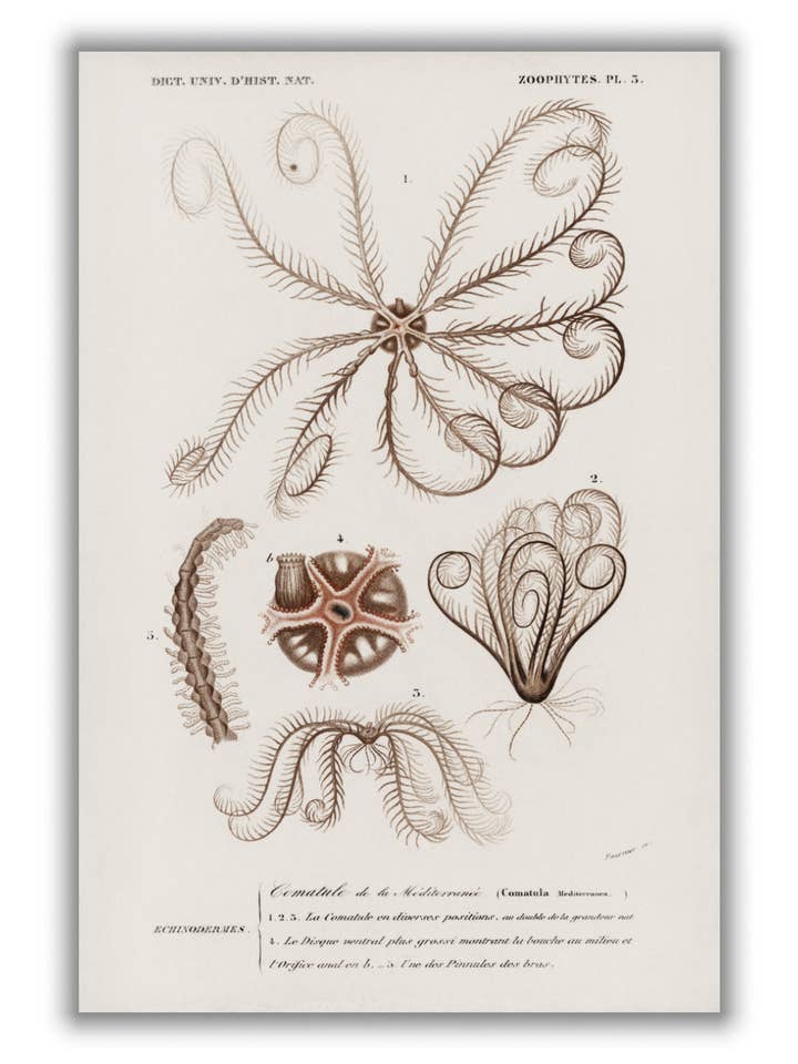 Comatula Mediterranea for wholesale by Stanley Print House