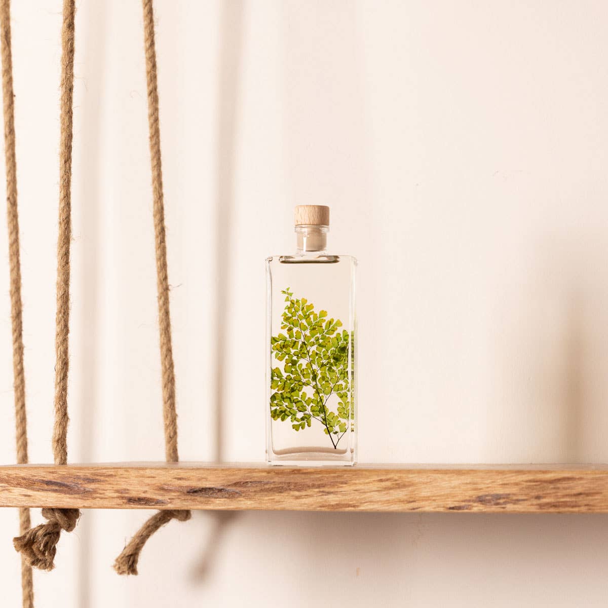 Theophile Berthon - Wholesale Live Plant - Herbarium Fern Luthi submerged plant2